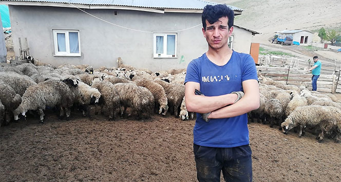 Erzincan’da 80’e yakın kuzu ahırdan çalındı